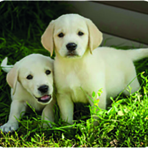 Taskuprojektor Loomalapsed