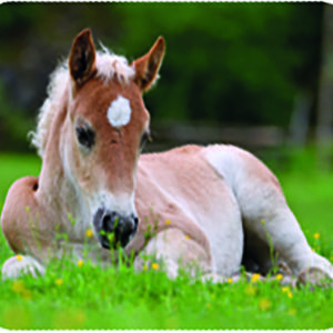 Taskuprojektor Loomalapsed